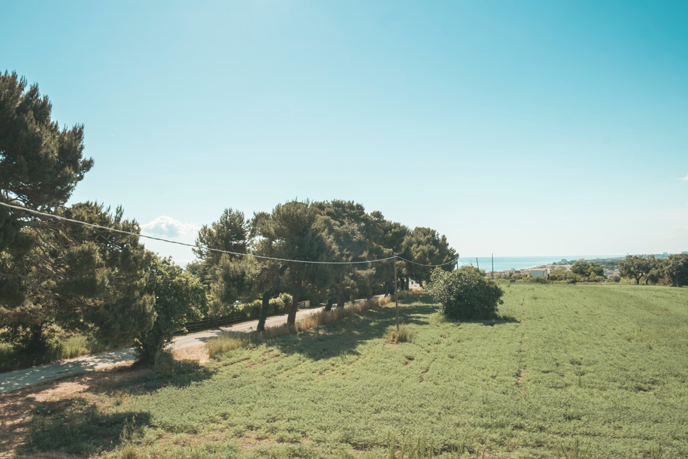 Campo con ulivi e alberi verso il mare