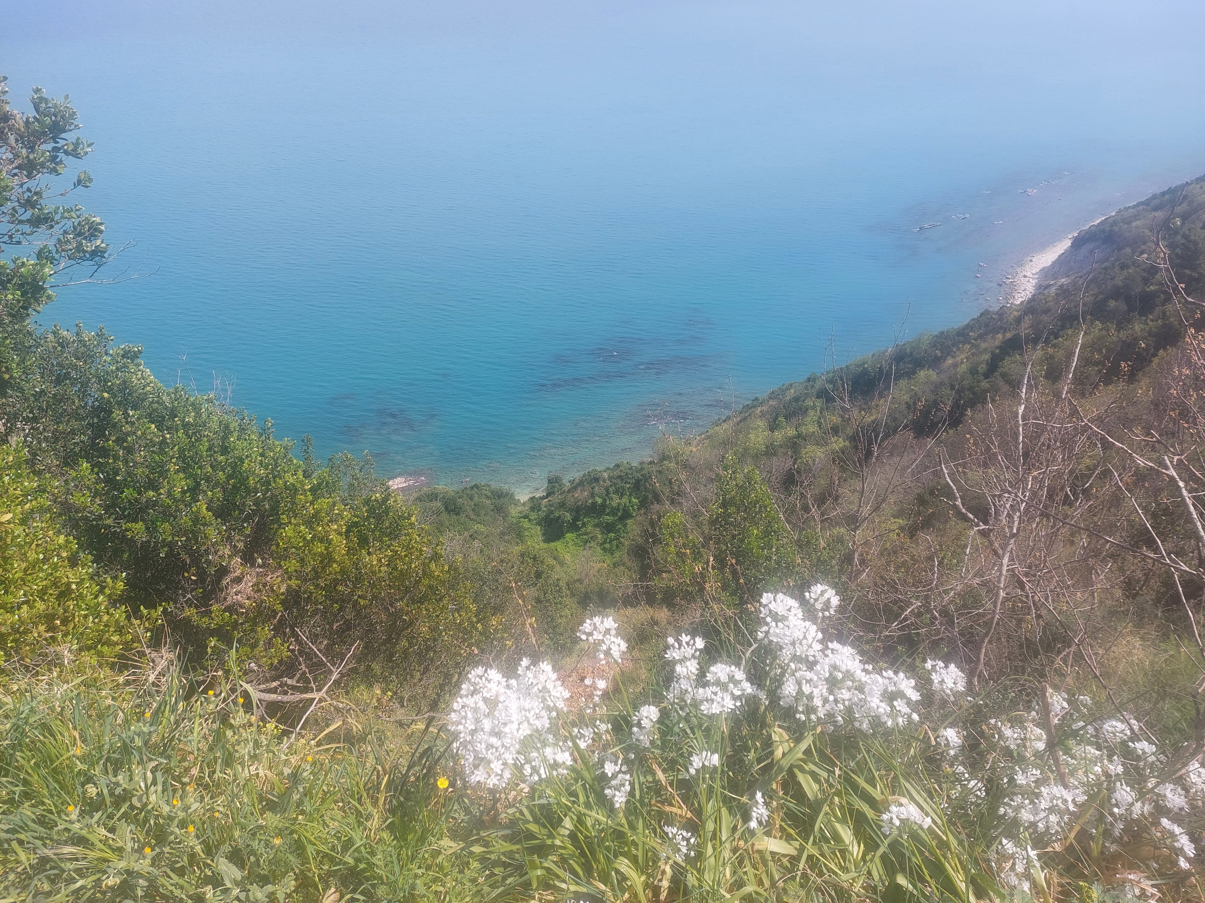 Fiori selvatici sulla falesia del Conero, con il mare sullo sfondo