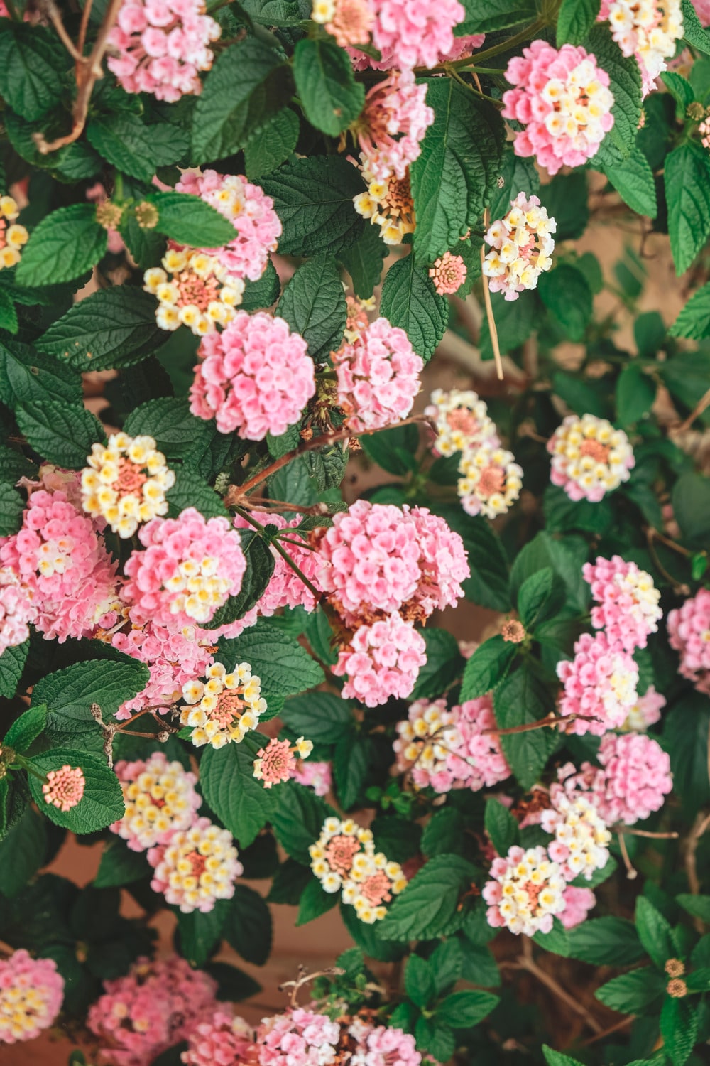 Fiori di lantana rosa e gialli