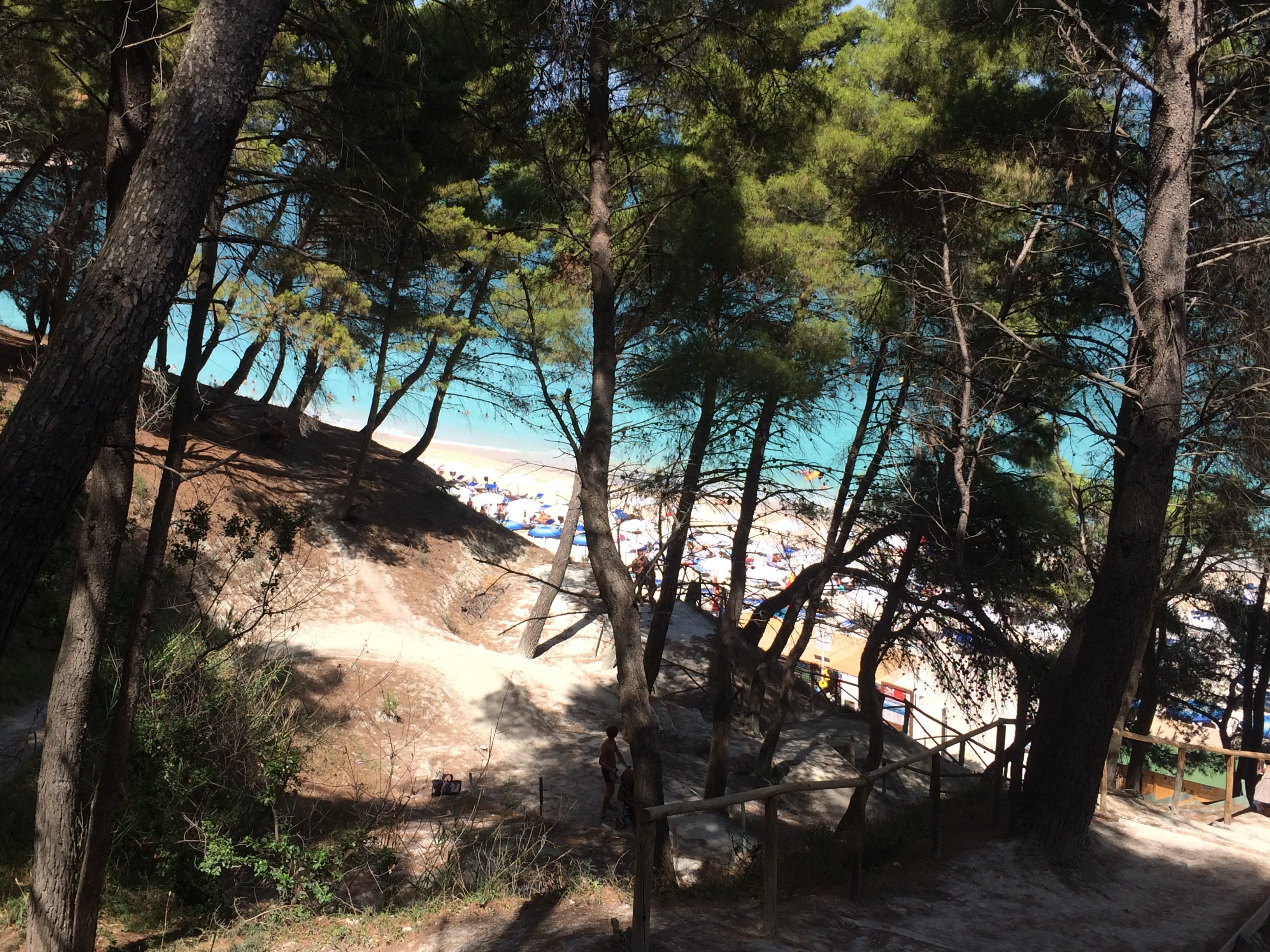 Pini marittimi sul sentiero che scende alla spiaggia di Sirolo